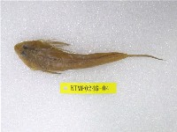 藏品(彎角(魚銜))的圖片